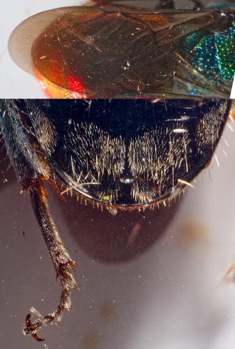 Réf. 303 740 : Hedychrum nobile